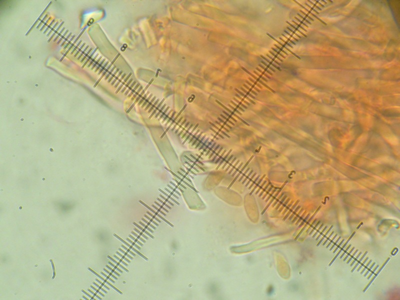 Da determinare (Antrodia albida)